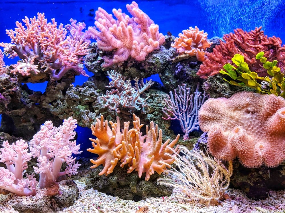 Coral Reef Scuba Dive